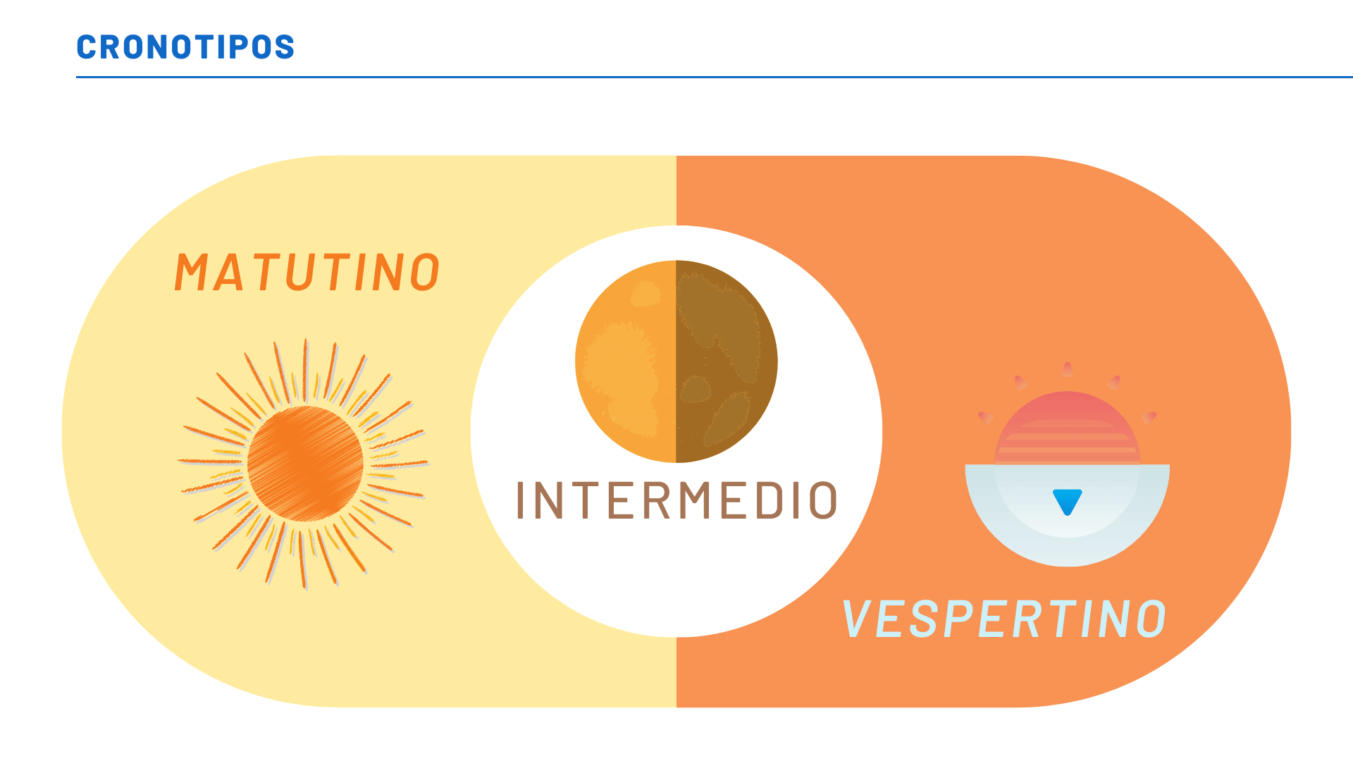 Ritmos circadianos del opositor un aliado para tu estudio Mundopositor