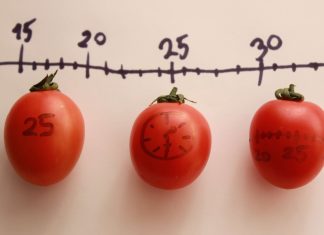 tecnica pomodoro oposiciones