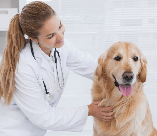 IISS de la Junta de Andalucía: Veterinarios/as y Farmacéuticos/as