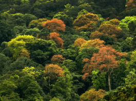 El bosque de MAD: la empresa planta árboles para reducir la huella de carbono