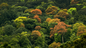 El bosque de MAD: la empresa planta árboles para reducir la huella de carbono