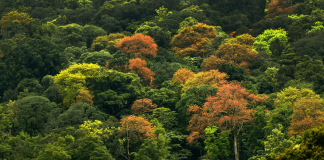 El bosque de MAD: la empresa planta árboles para reducir la huella de carbono