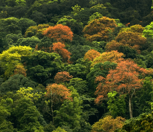 El bosque de MAD: la empresa planta árboles para reducir la huella de carbono